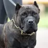 Dog kanaryjski