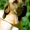 Fila Brasileiro