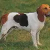 Chien d`Artois