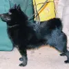 Schipperke