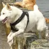 Canaan Dog