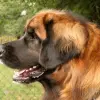 Leonberger