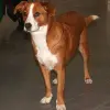 Pinczer austriacki