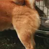 Shiba