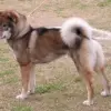 Shikoku