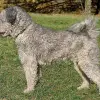 Pumi