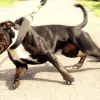 Staffordshire Bull Terrier