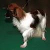 Spaniel kontynentalny miniaturowy Phalene