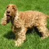 Cocker spaniel angielski