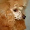 Pudel Toy