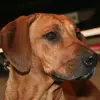 Rhodesian Ridgeback