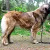Leonberger