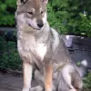 Shikoku