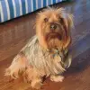 Australian Silky Terrier