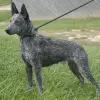 Australian Stumpy Tail Cattle Dog