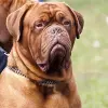 Dogue de Bordeaux