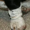 Basset Hound