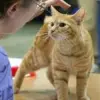 Kurylski Bobtail krótkowłosy