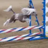 Chiński grzywacz bezwłosy
