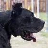 Dog kanaryjski