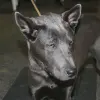 Thai Ridgeback Dog