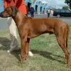 Rhodesian Ridgeback