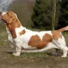 Basset Hound