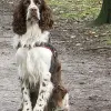 Springer spaniel angielski