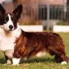 Welsh Corgi Cardigan