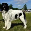 Landseer (typ kontynentalno-europejski)