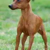 Pinczer miniaturowy