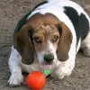 Beagle