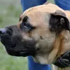Dog z Majorki