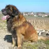 Leonberger