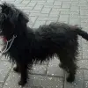Pinczer małpi