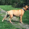 American pit bull terrier