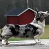 Welsh Corgi Cardigan