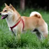 Shiba