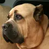 Cane Corso Italiano