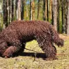 Barbet