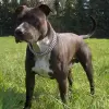 American Staffordshire Terrier