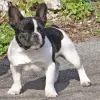 Buldog francuski