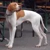 Pointer