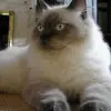 Ragdoll