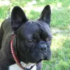 Buldog francuski