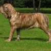 Fila Brasileiro