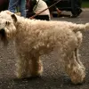 Irish Soft Coated Wheaten Terrier