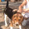 Beagle