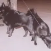 Schipperke