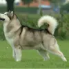 Alaskan Malamute